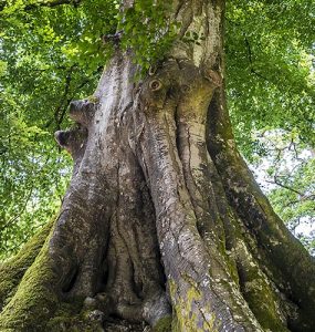 Ancient tree