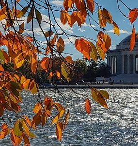 Jefferson Memorial and fall leaves